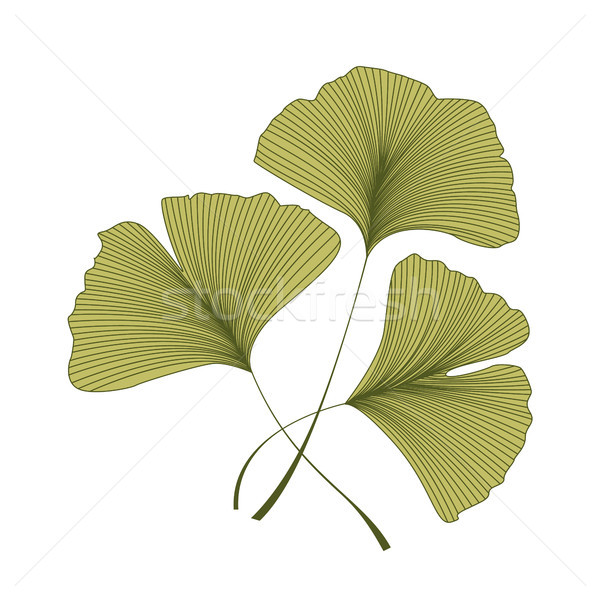 Stock photo: Ginkgo biloba leaves