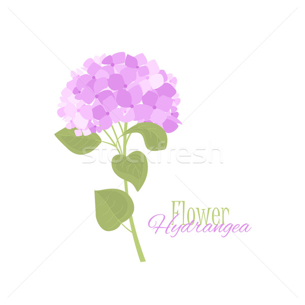 Vector hydrangea flower Stock photo © odina222