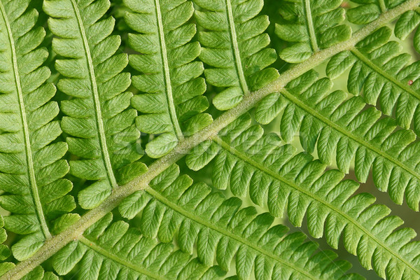 Páfrány zöld ág textúra erdő természet Stock fotó © offscreen