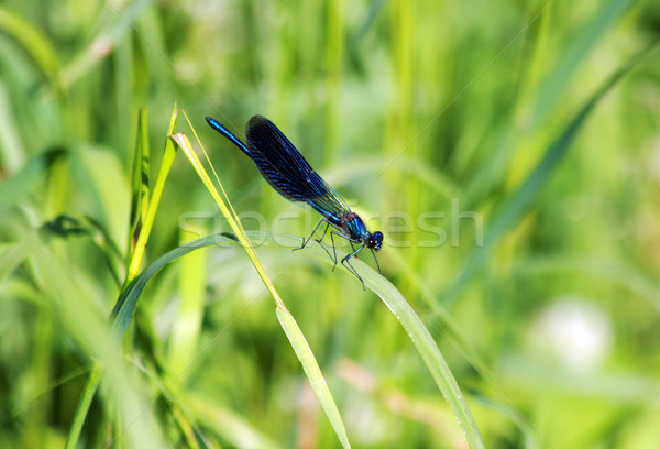 Libelle Gras Blatt Sommer Park fliegen Stock foto © offscreen