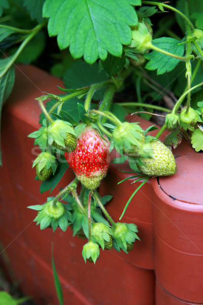 Stockfoto: Aardbei · bush · Rood · groene · bessen · natuur