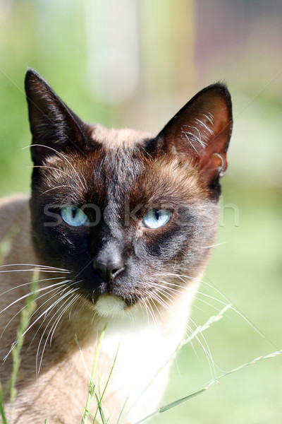 Gatinho grama olhos beleza verde animais Foto stock © offscreen