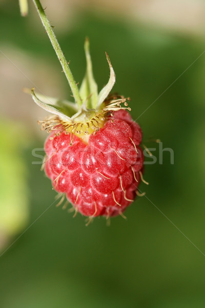 Maliny dojrzały oddziału czerwony roślin rolnictwa Zdjęcia stock © offscreen