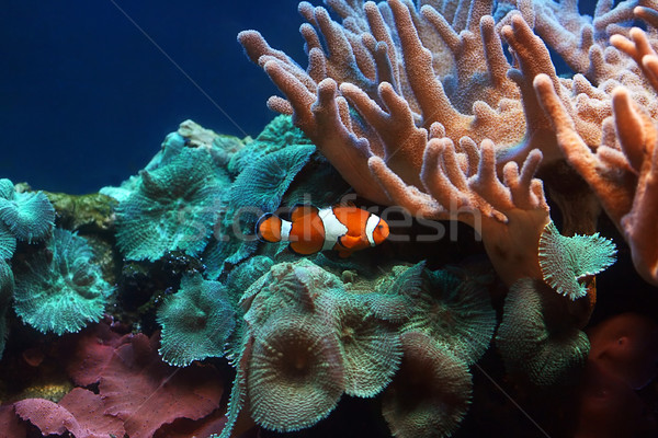 Tropikal balık renk balık deniz okyanus hayvanlar Stok fotoğraf © offscreen