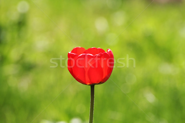Tulipa primavera verde cair Foto stock © offscreen