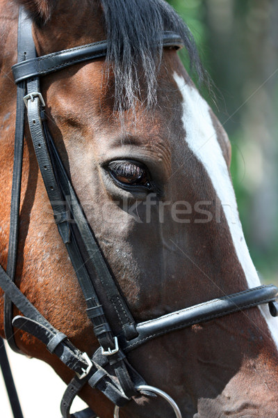 Pferd Auge Knall Gesicht Natur Stock foto © offscreen
