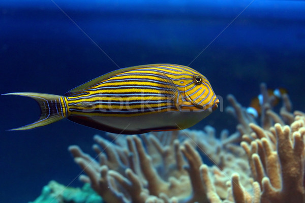 Tropical striped fish Stock photo © offscreen