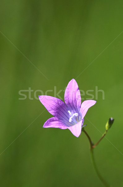 Blume violett Natur Garten Farbe Bouquet Stock foto © offscreen