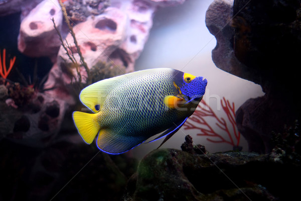 tropical fish Euxiphipops xanthometapon Stock photo © offscreen