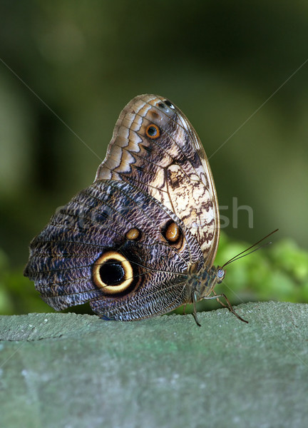 Motyl tle czarny kolor tropikalnych owadów Zdjęcia stock © offscreen