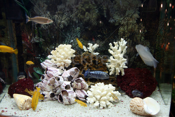 Akvárium hal természet kék élet trópusi Stock fotó © offscreen