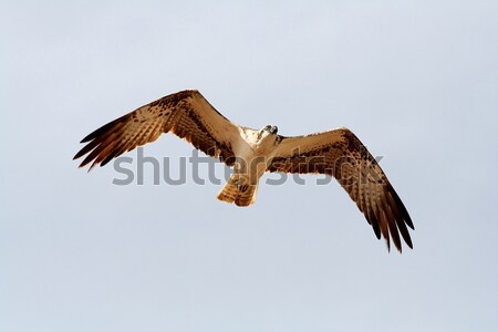 Vogel buit natuur veer adelaar vrijheid Stockfoto © offscreen