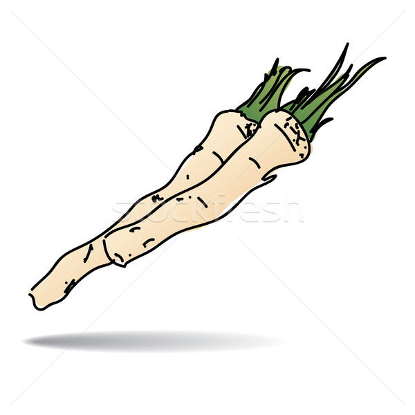 Freehand drawing horseradish icon Stock photo © ojal