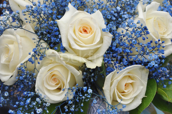 Beyaz güller mavi çiçekler bant Stok fotoğraf © OlgaDrozd