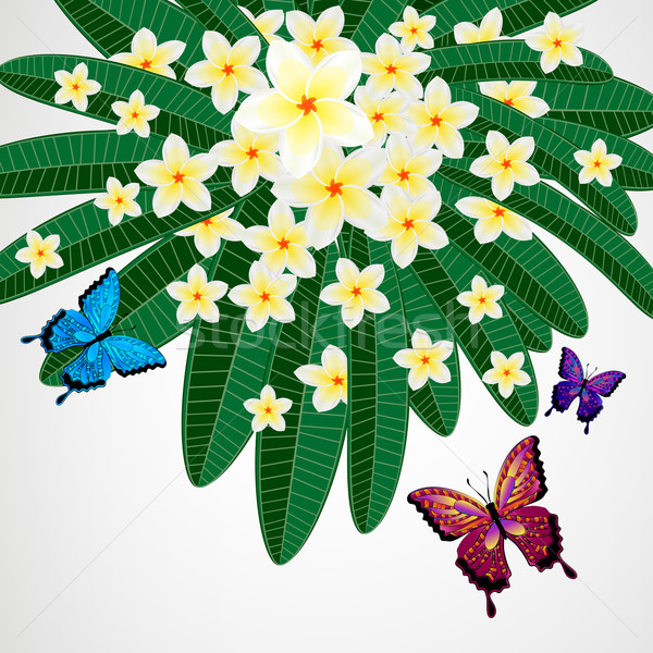 Eps10 Floral design background. Plumeria flowers with butterflie Stock photo © OlgaYakovenko