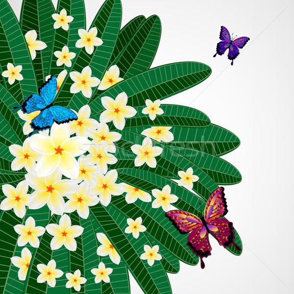 Eps10 Floral design background. Plumeria flowers with butterflie Stock photo © OlgaYakovenko