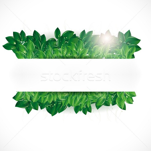 Foto d'archivio: Naturale · foglie · verdi · erba · rugiada · verde · foglie