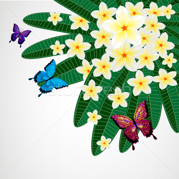 Eps10 Floral design background. Plumeria flowers with butterflie Stock photo © OlgaYakovenko