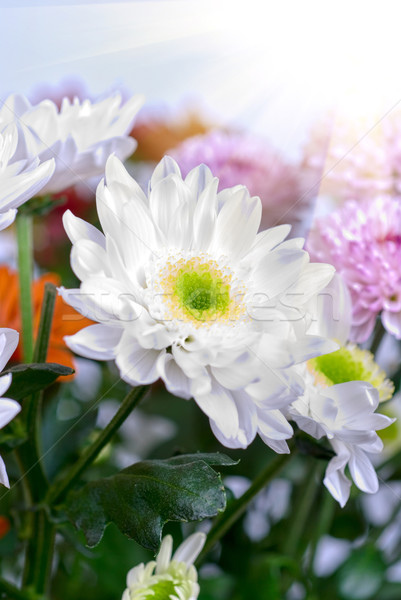 Blanco belleza flores flor resumen Foto stock © olira