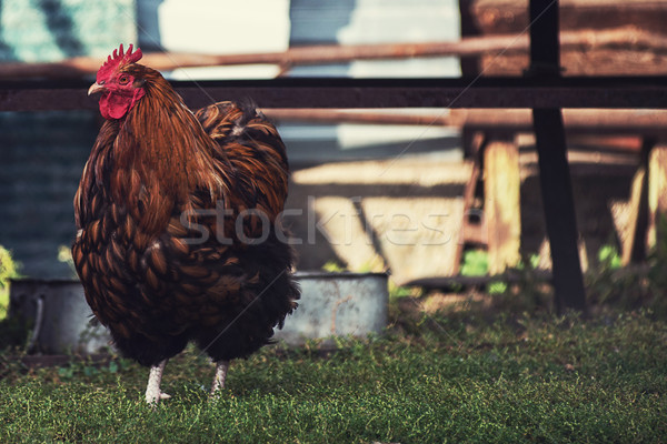 Rooster walking in the yard Stock photo © olira