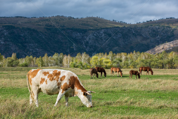 Vacă munte ranch primăvară iarbă natură Imagine de stoc © olira