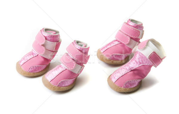 粉紅色 狗 靴子 孤立 白 眼睛 商業照片 © olira
