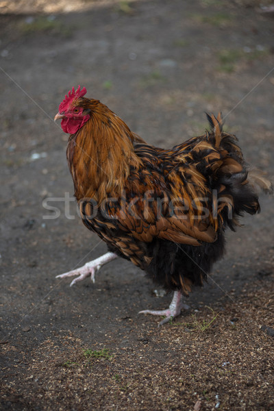 Rooster walking in the yard Stock photo © olira