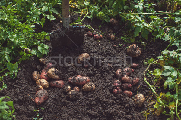 Taze hasat patates zemin gıda doğa Stok fotoğraf © olira