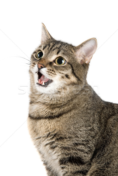 Mewing cat Stock photo © olira