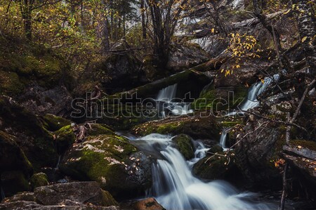 Cachoeira rio sibéria árvore primavera Foto stock © olira