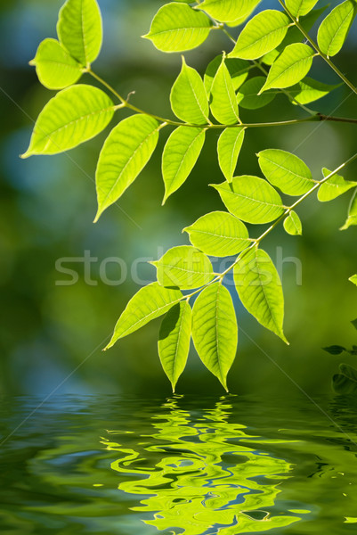 Green leaves in the water Stock photo © olira