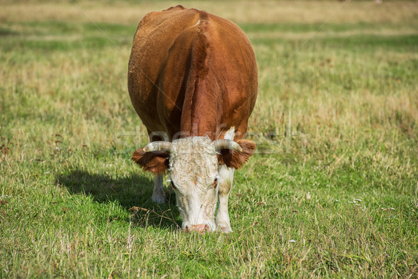 Grazing cow in mountain ranch Stock photo © olira