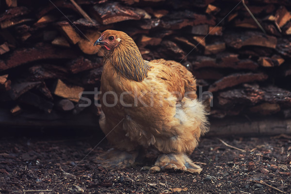 Chicken walking in the yard Stock photo © olira
