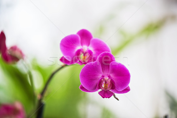 Orchideák botanikus kert rózsaszín tavasz háttér művészet Stock fotó © olira