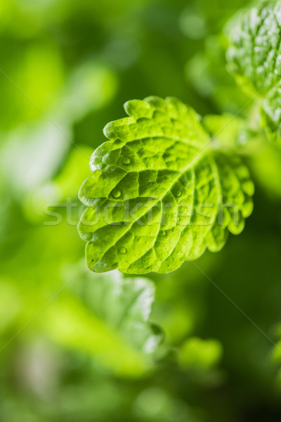 Green fresh melissa  Stock photo © olira
