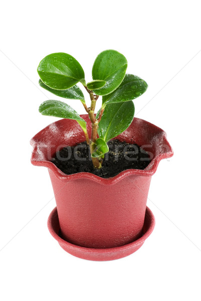 ficus plant Stock photo © olira