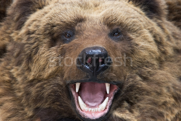 Ponosi niedźwiedź brunatny oka charakter zielone Zdjęcia stock © olira
