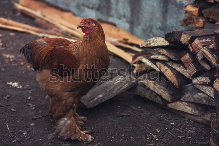 Chicken walking in the yard Stock photo © olira