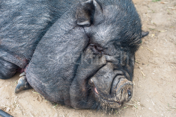 black pig Stock photo © olira