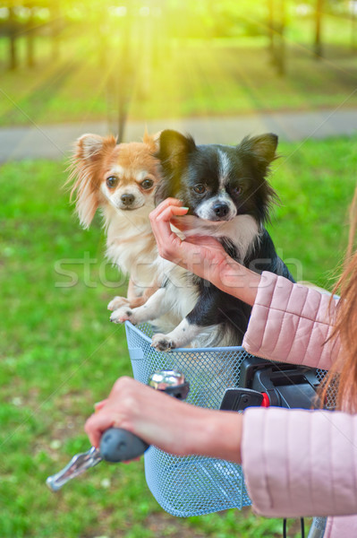 Foto stock: Bicicleta · caminando · perros · mujer · nina · perro