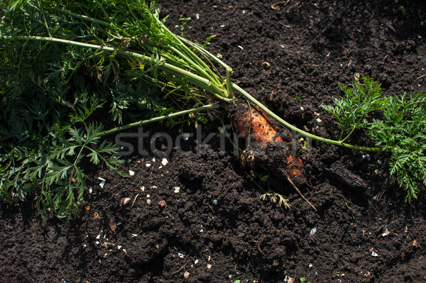 Taze büyümüş havuç zemin doğa yaprak Stok fotoğraf © olira
