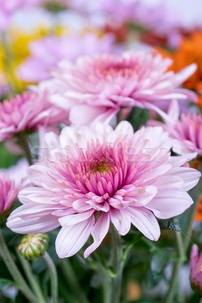 Chryzantema piękna kolor kwiaty kwiat Zdjęcia stock © olira