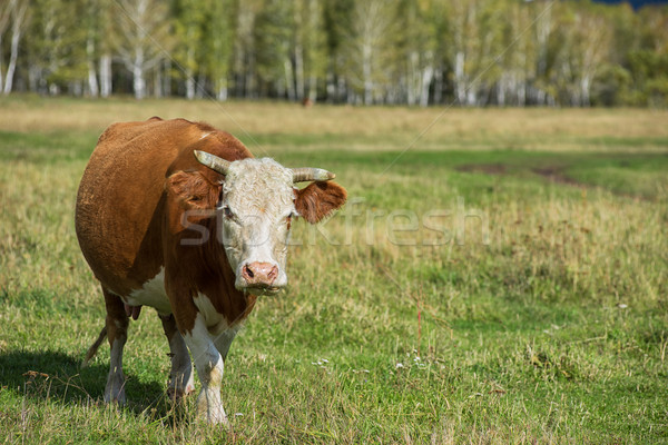 Foto stock: Vaca · montana · rancho · primavera · hierba · naturaleza