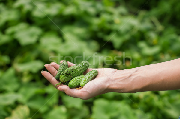 Foto stock: Fresco · colheita · pepinos · mão · trabalhar · saúde