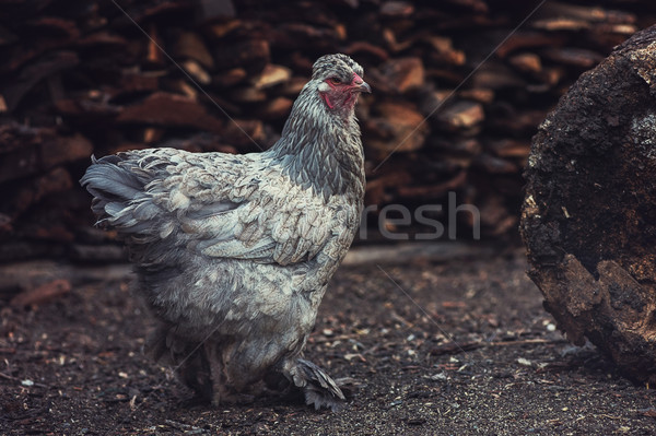 Chicken walking in the yard Stock photo © olira