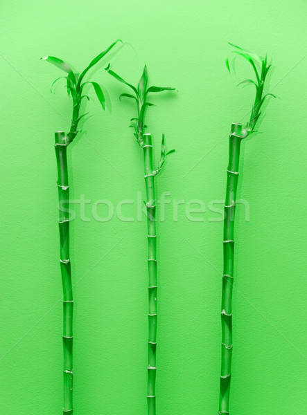 Bambou plantes vert arbre nature design [[stock_photo]] © olira