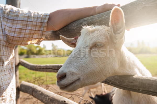 white goat closeup Stock photo © olira