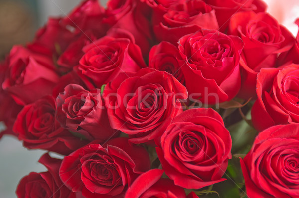 Rózsák piros természetes szeretet természet levél Stock fotó © olira