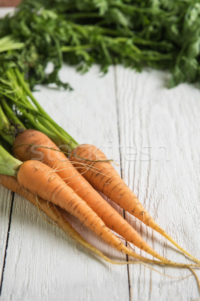Freshly grown carrots Stock photo © olira