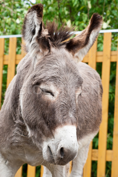 Donkey Stock photo © olira